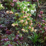 Close-up of hellebores in the garden