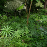 Arisaema foliage, woodland