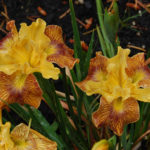 Iris, Pacific Coast Hybrid