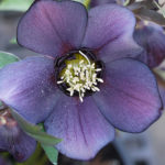 Single-Flowered Hellebore Gallery | Northwest Garden Nursery, Eugene ...