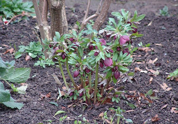 Hellebores after old foliage is removed