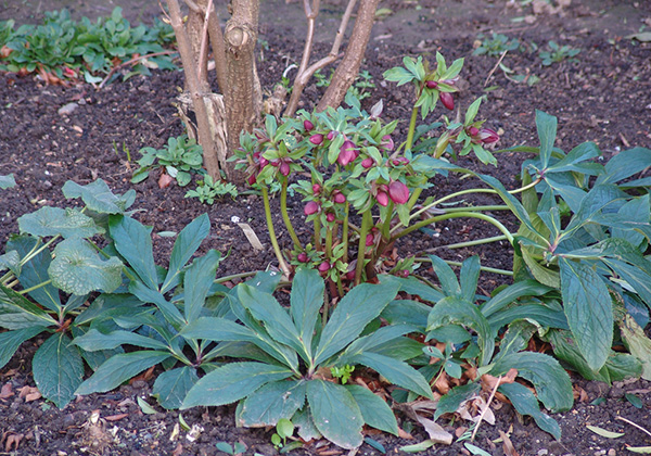 Remove all foliage from hybrid hellebores and the deciduous species in December or January