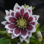 Double hellebore Double Painted