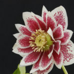 Double hellebore Double Painted