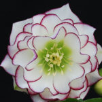 Double hellebore Fire and Ice