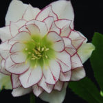 Double hellebore Fire and Ice