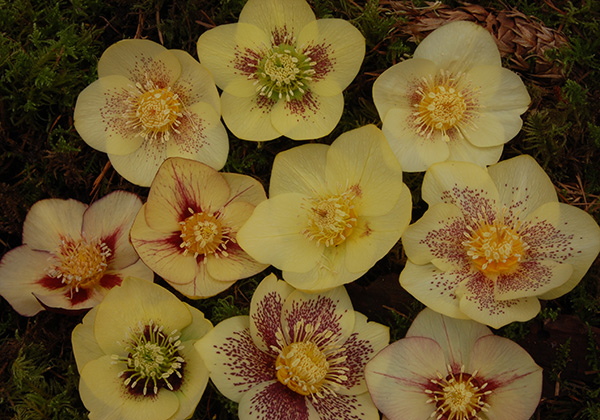A selection of Golden Sunrise flowers showing variation