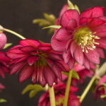 Double hellebore Red Sapphire