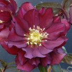 Double hellebore Red Sapphire