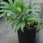 One-year-old hellebore, unbloomed