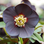 Single-Flowered Hellebore Gallery | Northwest Garden Nursery, Eugene ...