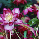 Double hellebore Peppermint Ice