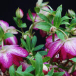 Double hellebore Peppermint Ice